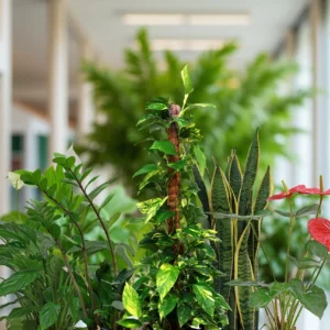 Green Office Starter Pack (5 Plants)