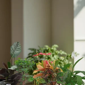 Barari Premium Collection (5 Plants)