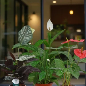Starter Indoor Pack (3 Plants)