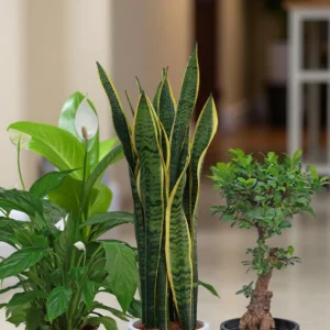 Air-Purifying Essentials (3 Plants)