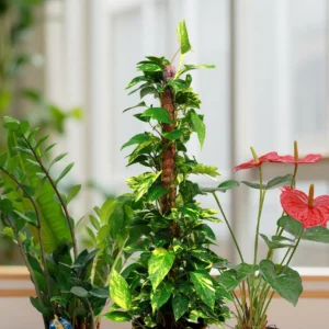 Work-From-Home Desk Combo (3 Plants)
