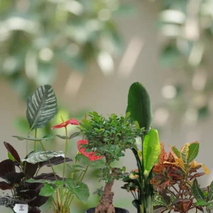 Tropical Vibes Collection (5 Plants)