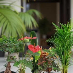 Balcony & Patio Collection (5 Plants)
