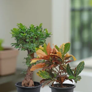 Statement Plant Duo