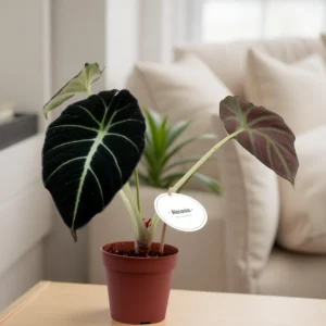 Alocasia 'Black Velvet' (Dwarf Alocasia)