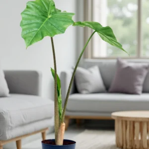 Alocasia 'Frydek'