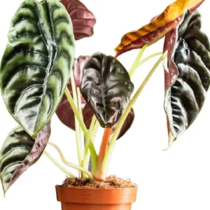 Alocasia 'Red Secret' (Elephant's Ear)