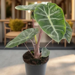 Alocasia "Pink Dragon"