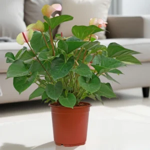 Anthurium Pink