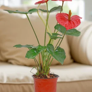 Anthurium Red