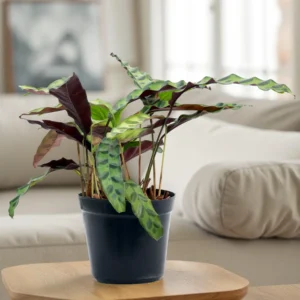 Calathea Lancifolia