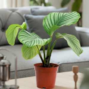 Calathea Orbifolia