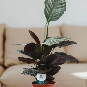 Calathea Sanderiana