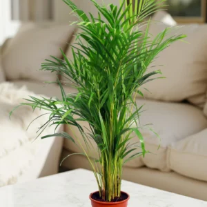 Chrysalidocarpus Lutescens "Areca Palm"