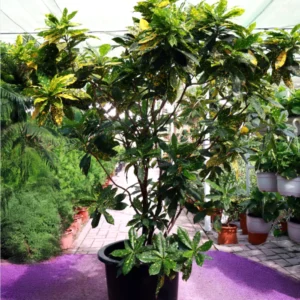 Croton Gold Dust (Codiaeum Variegatum Gold Dust)