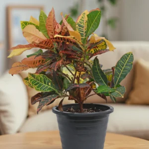 Croton Petra