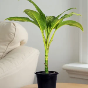Dieffenbachia Seguine 'Maroba'