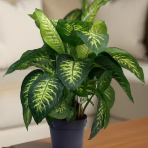 Dieffenbachia Seguine Super Tropic (Dumb Cane)
