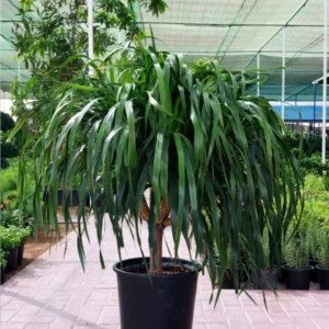 Dracaena Draco Branched