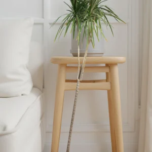 Dracaena Marginata Bicolor "Dragon Tree"