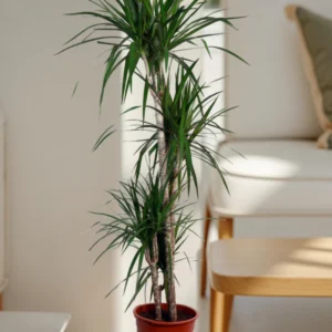 Dracaena Marginata "Dragon Tree" 3PP