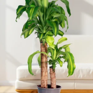 Dracaena Massangeana “Corn Plant”