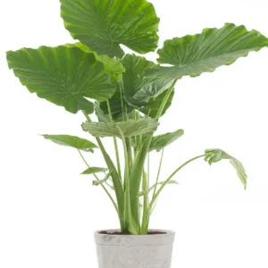 Alocasia Gageana (Dwarf Elephant Ear)