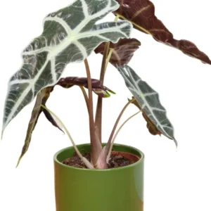 Alocasia Polly (Elepant's Ear)