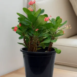 Euphorbia Milii