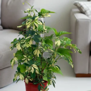Ficus Benjamina Green Kinky