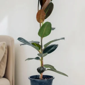 Ficus Elastica 'Robusta'
