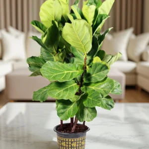 Ficus Lyrata 'Fiddle-Leaf Fig'