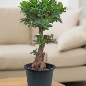 Ficus Microcarpa Ginseng