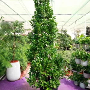 Ficus Nitida “Cone”