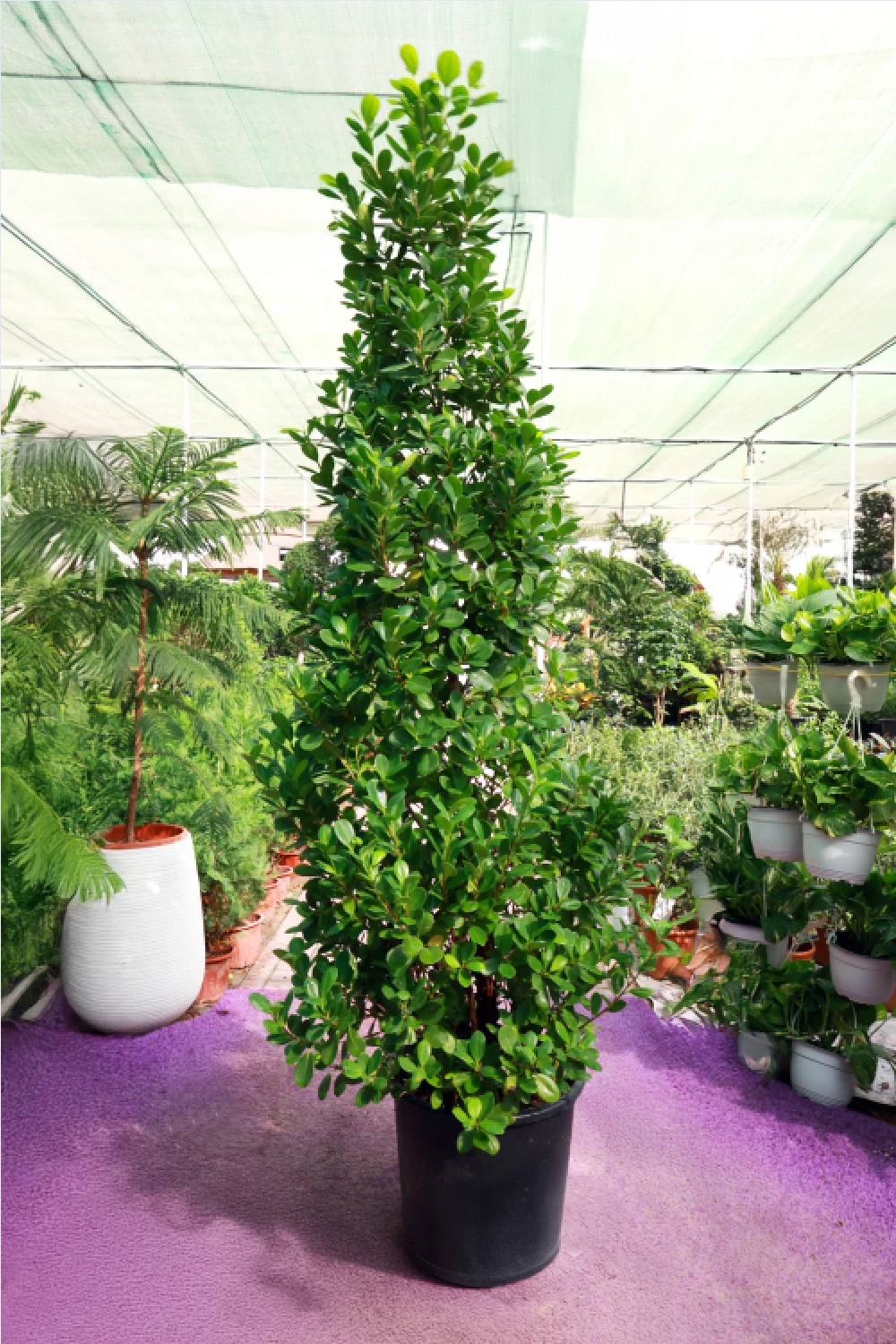 Ficus Nitida “Cone”