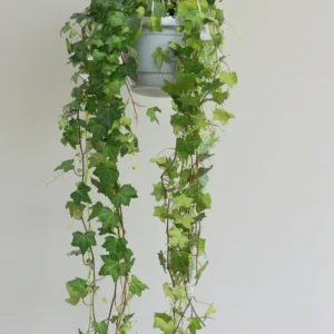 Hedera Helix 'Goldchild' (English Ivy)
