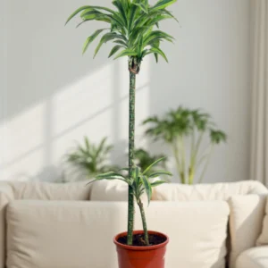 Dracaena Rikki “Dragon Tree”
