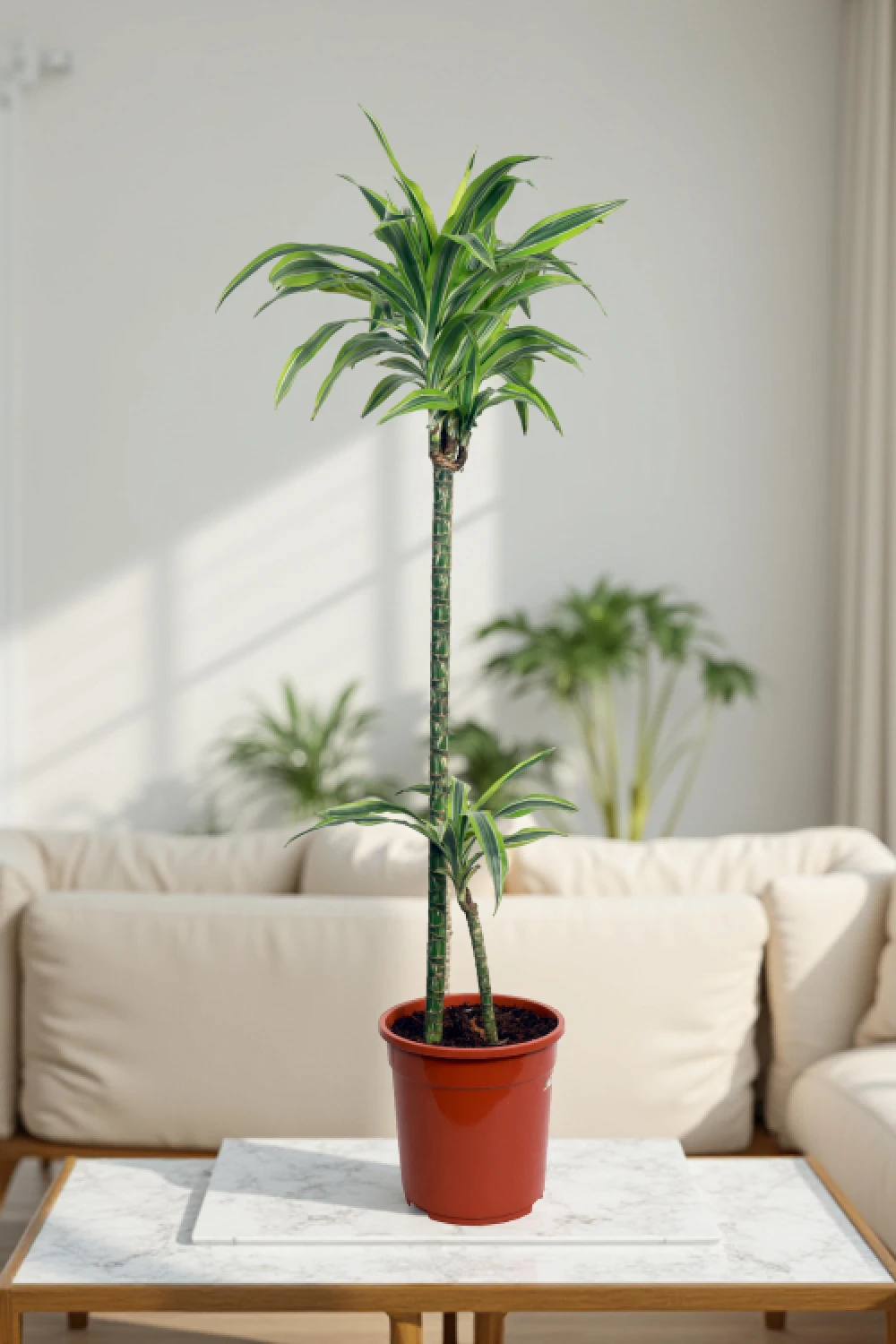 Calathea Sanderiana - Image 5