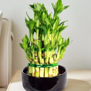 Lucky Bamboo