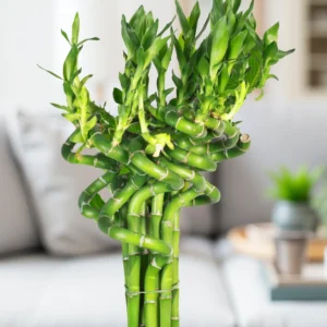 Lucky Bamboo Stick bundle