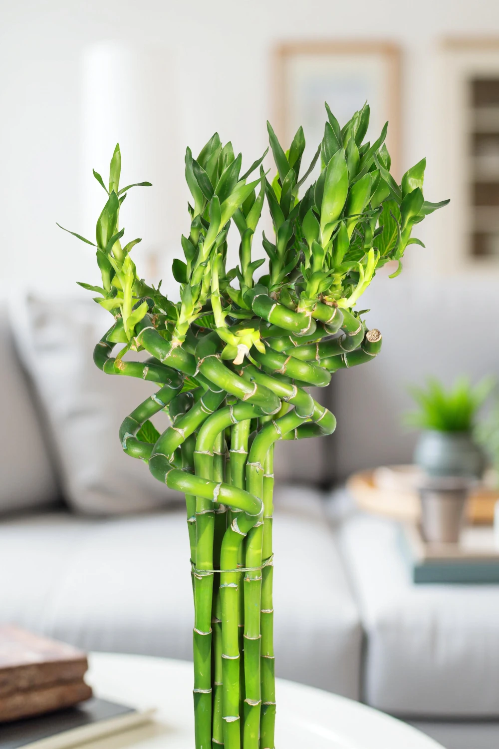 Lucky Bamboo Stick bundle