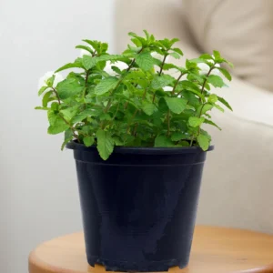 Mint