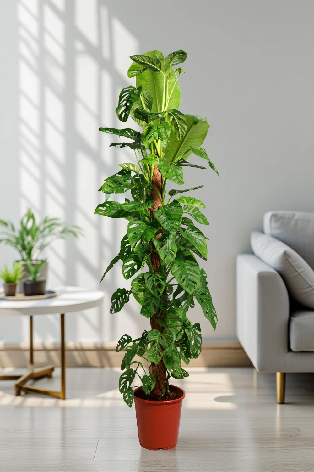 Monstera Adansonii Tall