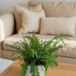Nephrolepis Exaltata “Boston Fern”