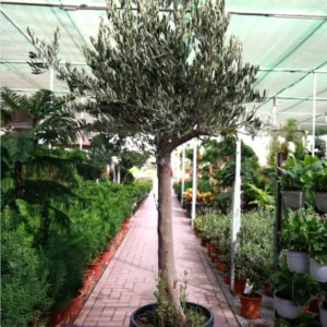 Olea Europa - Olive Tree Thick Trunk