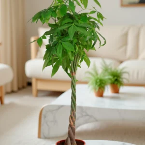 Pachira Aquatica “Water Chestnut”