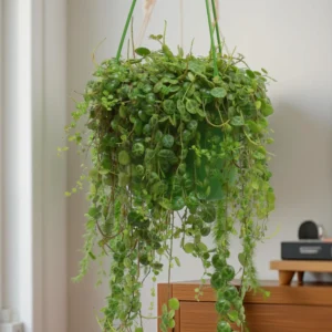 Peperomia Prostrata “String of Turtles”