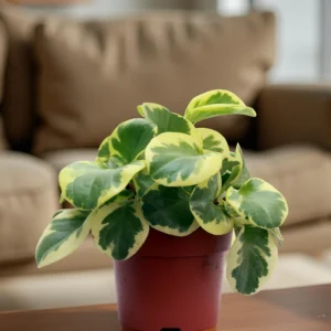 Peperomia White Marble
