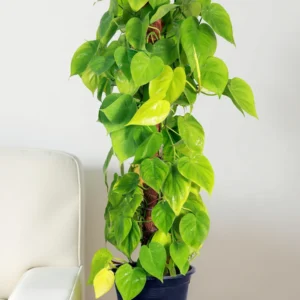Philodendron “Brasil”