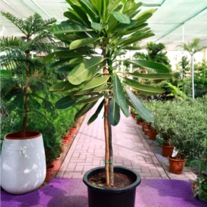 Plumeria Obtusa (frangipani, temple tree)